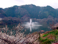 月ヶ瀬の自然：梅と月ヶ瀬湖噴水