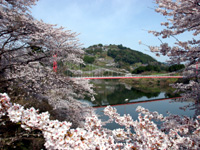 月ヶ瀬の自然：桜の季節