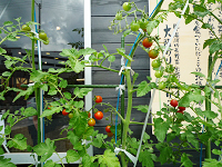 「四季菜市場」前のトマト